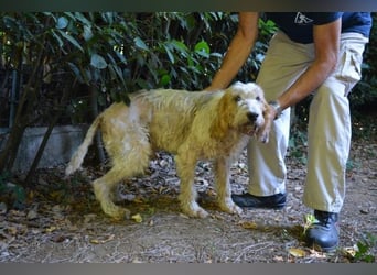 Faryd - hätte er nicht endlich irgendwo ankommen dürfen?