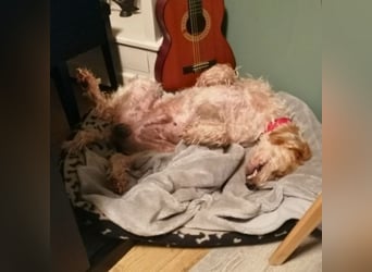 Faryd - hätte er nicht endlich irgendwo ankommen dürfen?