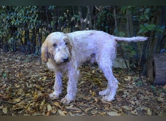 Faryd - hätte er nicht endlich irgendwo ankommen dürfen?