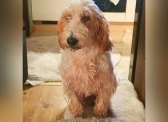 Faryd - hätte er nicht endlich irgendwo ankommen dürfen?