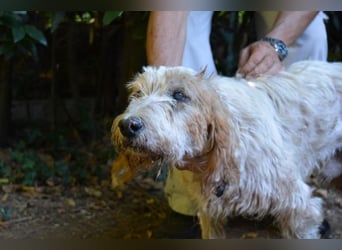 Faryd - hätte er nicht endlich irgendwo ankommen dürfen?