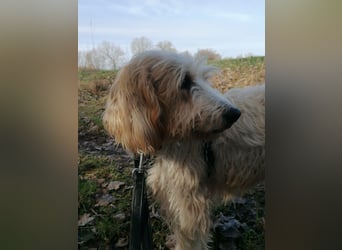 Faryd - DRINGEND neues Zuhause oder  Pflegestelle gesucht - hätte er nicht...