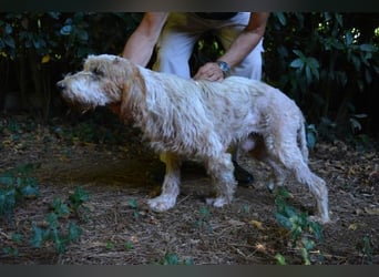 Faryd - hätte er nicht endlich irgendwo ankommen dürfen?