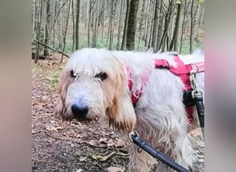 Faryd - hätte er nicht endlich irgendwo ankommen dürfen?