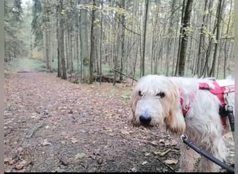 Faryd - (DRINGEND Pflegestelle gesucht) hätte er nicht endlich irgendwo ankommen dürfen?