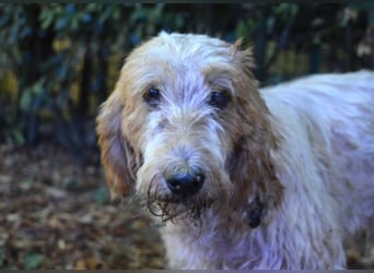 Faryd - hätte er nicht endlich irgendwo ankommen dürfen?