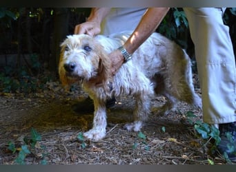 Faryd - hätte er nicht endlich irgendwo ankommen dürfen?