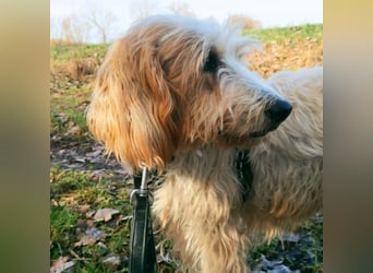 Faryd - hätte er nicht endlich irgendwo ankommen dürfen?