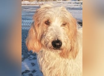 Faryd - (DRINGEND Pflegestelle gesucht) hätte er nicht endlich irgendwo ankommen dürfen?