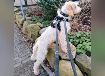 Faryd - hätte er nicht endlich irgendwo ankommen dürfen?