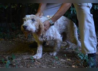 Faryd - hätte er nicht endlich irgendwo ankommen dürfen?