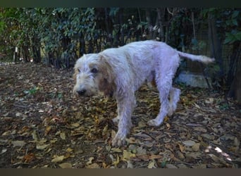 Faryd - hätte er nicht endlich irgendwo ankommen dürfen?