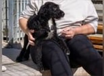 Reserviert - Bjork- eine schwarze Wuschelmaus mit dem Schalk im Nacken