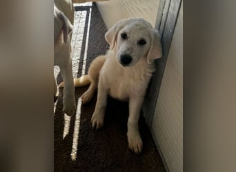 Knutschkugel Nuvola wartet auf dich !