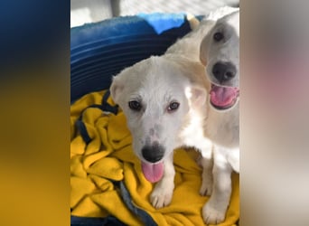 Knutschkugel Nuvola wartet auf dich !