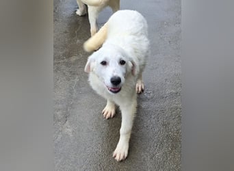 Knutschkugel Nuvola wartet auf dich !