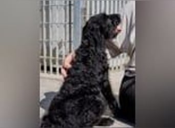 Reserviert - Bjork- eine schwarze Wuschelmaus mit dem Schalk im Nacken