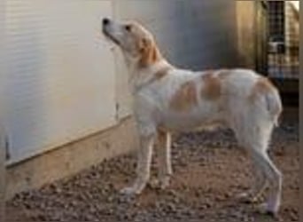 Filippino - reserviert