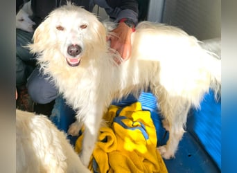 Unsere Schneeflocke möchte bei dir landen