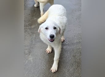 Knutschkugel Nuvola wartet auf dich !