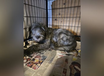 Astra: bereit für ihre eigene Familie