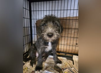 Astra: bereit für ihre eigene Familie