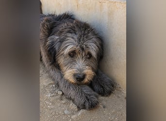 Dina: kleines Welpenmädchen geht hier unter