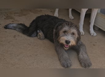 Dina: kleines Welpenmädchen geht hier unter
