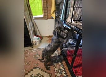 Astra: bereit für ihre eigene Familie