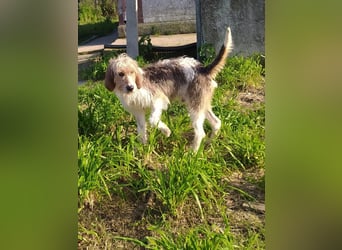 Frollo - ein geselliger, freundlicher Bub