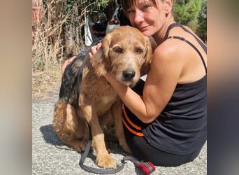 Rocky - endlich von der Kette befreit, möchte er jetzt bitte Familienhund werden