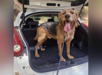 Rocky - endlich von der Kette befreit, möchte er jetzt bitte Familienhund werden