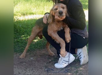 Rocky - endlich von der Kette befreit, möchte er jetzt bitte Familienhund werden