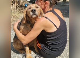 Rocky - endlich von der Kette befreit, möchte er jetzt bitte Familienhund werden