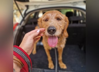 Rocky - endlich von der Kette befreit, möchte er jetzt bitte Familienhund werden