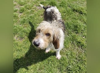 Frollo - ein geselliger, freundlicher Bub