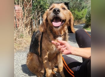 Rocky - endlich von der Kette befreit, möchte er jetzt bitte Familienhund werden