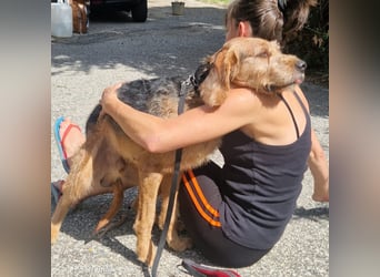Rocky - endlich von der Kette befreit, möchte er jetzt bitte Familienhund werden