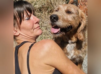 Rocky - endlich von der Kette befreit, möchte er jetzt bitte Familienhund werden
