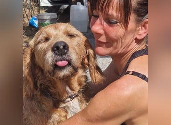 Rocky - endlich von der Kette befreit, möchte er jetzt bitte Familienhund werden