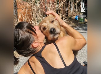 Rocky - endlich von der Kette befreit, möchte er jetzt bitte Familienhund werden