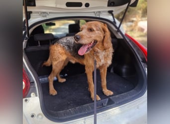 Rocky - endlich von der Kette befreit, möchte er jetzt bitte Familienhund werden
