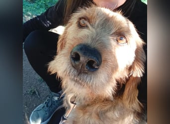 Rocky - endlich von der Kette befreit, möchte er jetzt bitte Familienhund werden