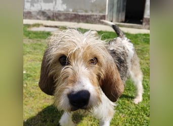 Frollo - ein geselliger, freundlicher Bub