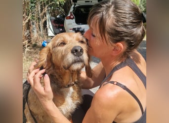 Rocky - endlich von der Kette befreit, möchte er jetzt bitte Familienhund werden