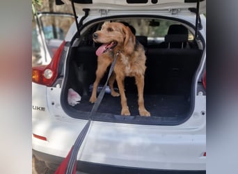 Rocky - endlich von der Kette befreit, möchte er jetzt bitte Familienhund werden