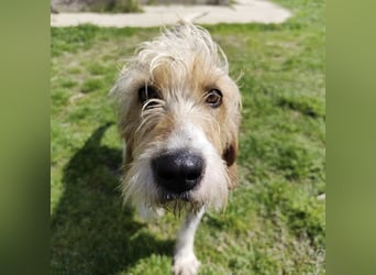 Frollo - ein geselliger, freundlicher Bub