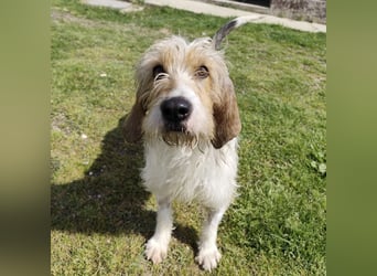 Frollo - ein geselliger, freundlicher Bub