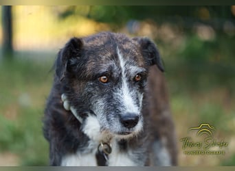 Luke: sanfter, ruhiger Begleiter