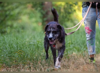 Luke: sanfter, ruhiger Begleiter